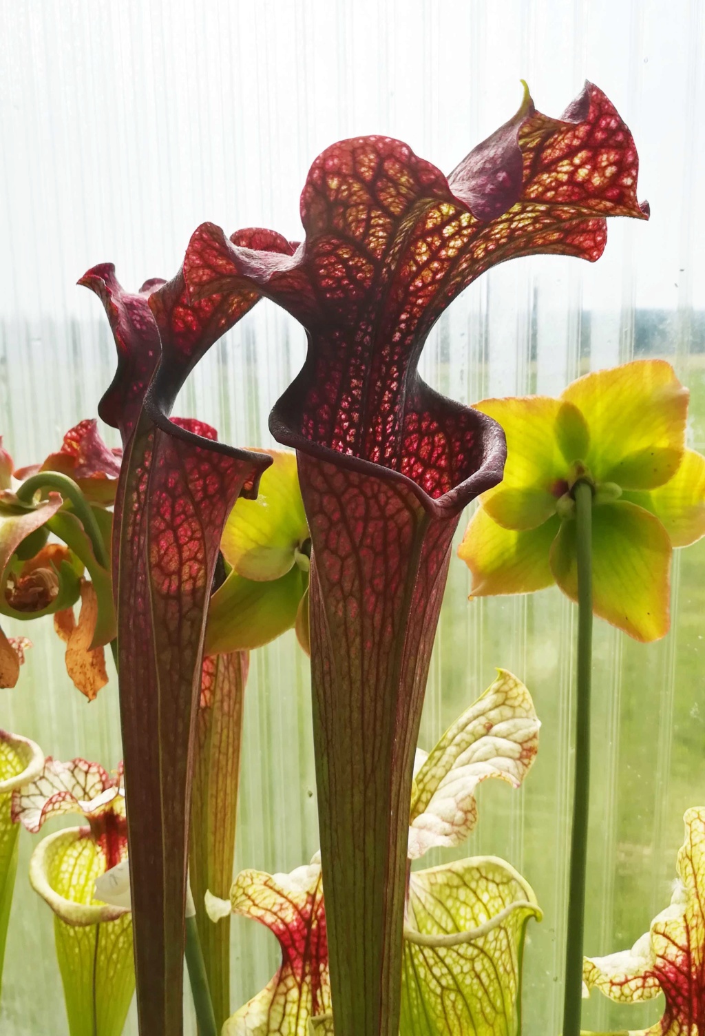 Sarracenia "Plum" Img_2033