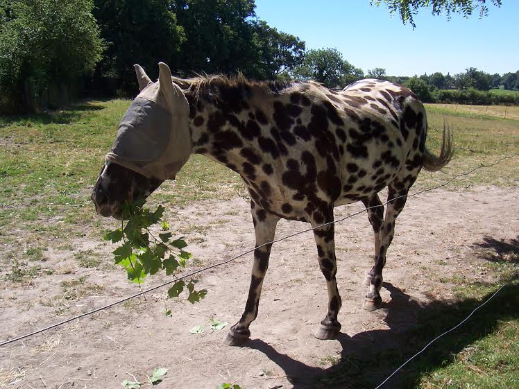 Dpt 03 - 8 ans - DAKOTA adopté par Zoeline - (2016) Da210