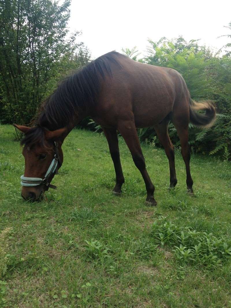 Sophie et ses doudous chevaux  Img_2812