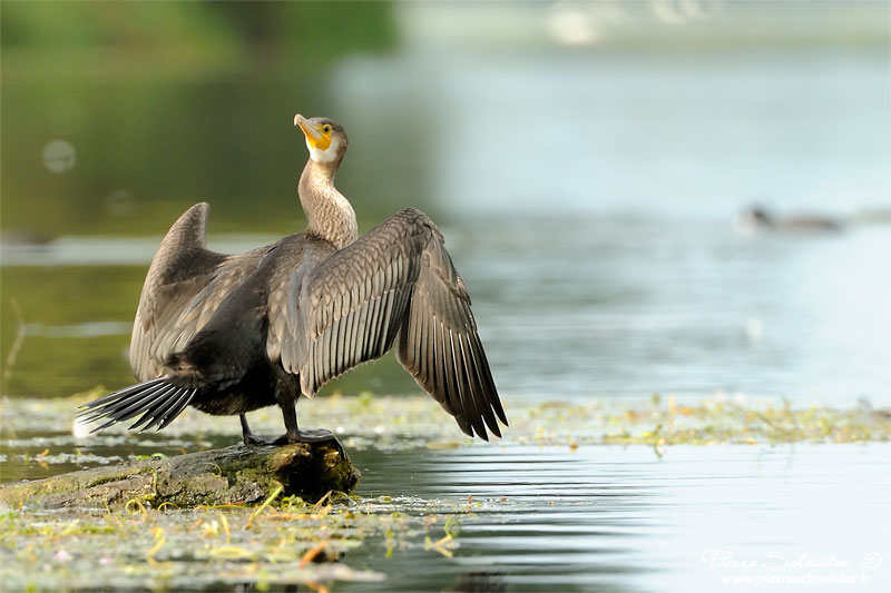 Cormoran plan d'eau de Plobsheim Cormor12