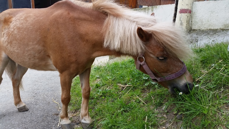 MYOSOTIS - ONC Poney née en 2000 - adoptée en mai 2018 par Alicia 20160623