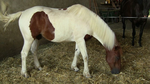 CALINOU  - ONC poney né en 1999 - adopté en novembre 2012 par Stéphanie 29531810