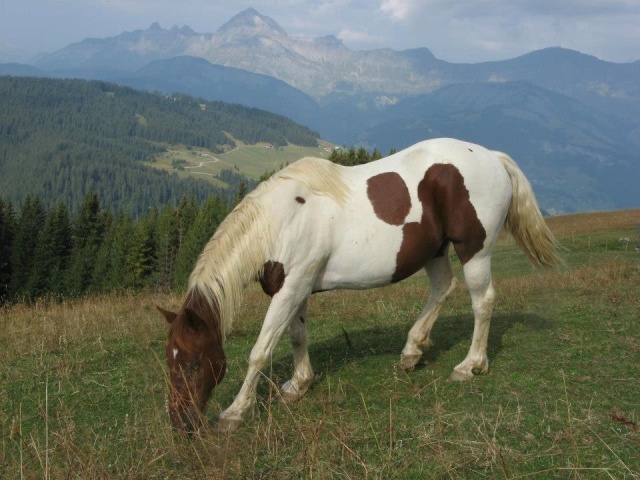 CALINOU - ONC poney né en 1999 - adopté en novembre 2012 par Stéphanie 42474510