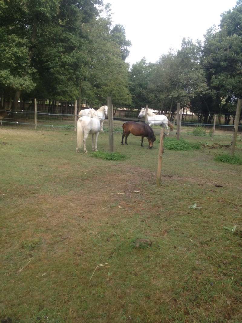 ISABEAU (dit Idéfix) - ONC Poney né en 2001 - adopté en juillet 2016 par la Ferme Enfantine de Dammarie les Lys Img_0313