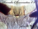 Nhandu Chromatus Ddddnd11