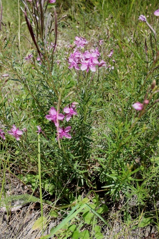 Epilobium dodonei 2 [identification] Epilob11