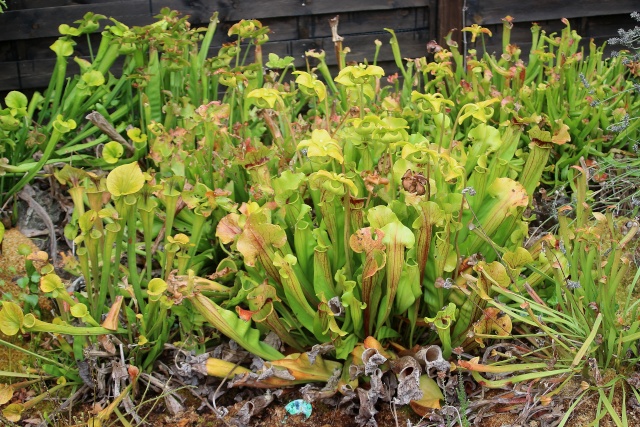 (40) La tourbière du Paradis des Papillons - Sanguinet Plante12