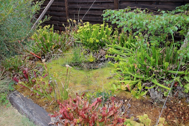 (40) La tourbière du Paradis des Papillons - Sanguinet Plante17