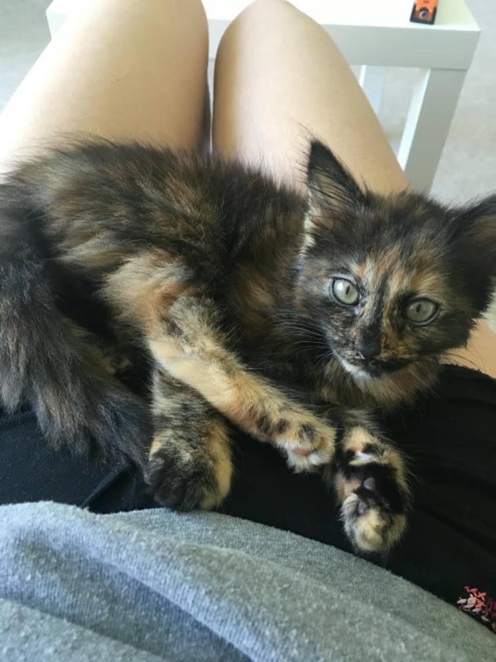 nouvelles du chat MARLEY 13578410