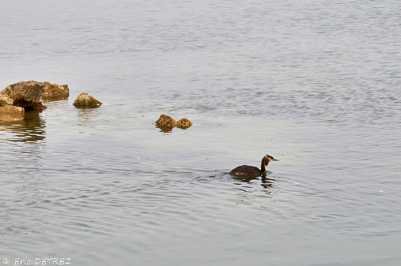 Les oiseaux du Canal du Midi Grybe_10