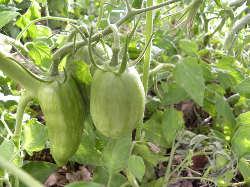 ToMaTo TuEsDaY!  Western mountains & high plains! - Page 3 13-jul13