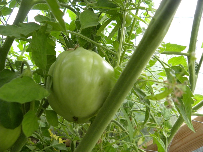 ToMaTo TuEsDaY!  Western mountains & high plains! - Page 3 13-jul16