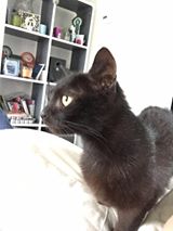 Nova, adorable minette noire, recherche une FA SANS CHAT --> est retournée faire sa vie de chatte libre 13532810