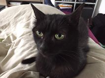 Nova, adorable minette noire, recherche une FA SANS CHAT --> est retournée faire sa vie de chatte libre 13537510