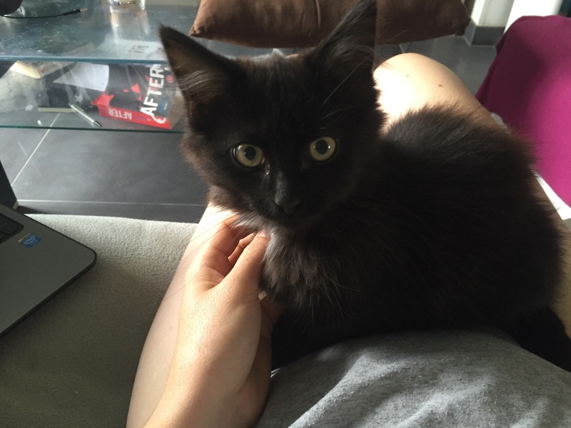 Bailey, adorable chatonne noire à poils longs née en avril 2016 Img_2913