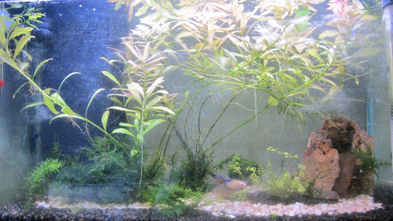 L'aquarium d'Avril Ert10