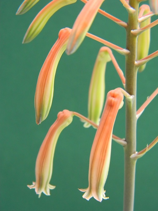 Aristaloe aristata  (= Aloe aristata) - Page 2 Al110