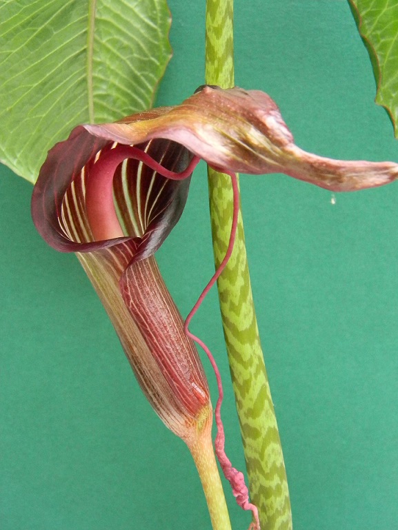 Arisaema speciosum Aris212