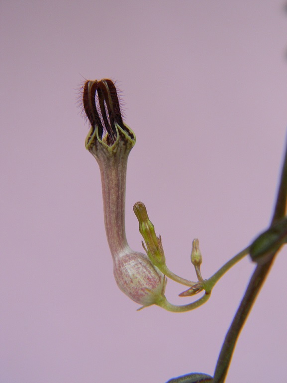 Ceropegia linearis . Cerop610