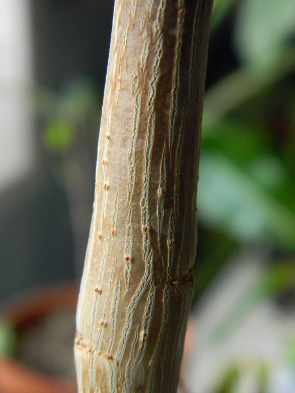 Jatropha gossypifolia. Jatr1010