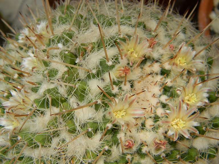 Cactus - floraisons 2016 Juin6113
