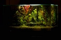 Fluval edge 23 L - Page 15 Img_2110