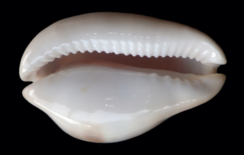 Zoila venusta roseopunctata - L. Raybaudi, 1985 Imgp1019