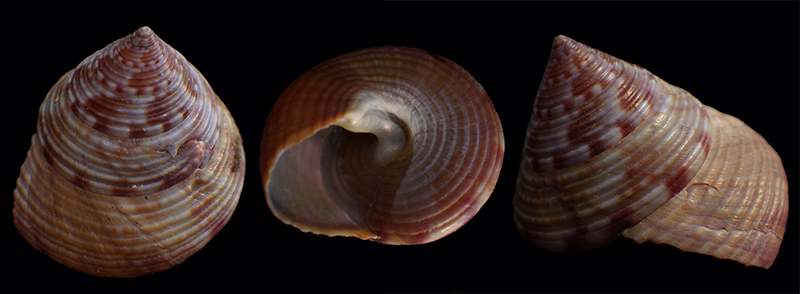 Calliostoma zizyphinum (Linnaeus, 1758) - Page 2 Rimg0210