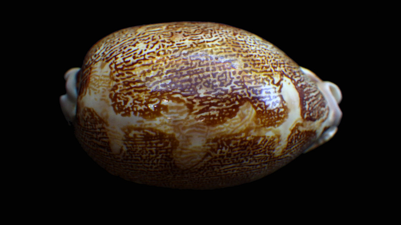 Geographica Rimg0215