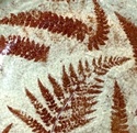 Plate with ferns MR and Leaf marks - Margaret Rollason Image424