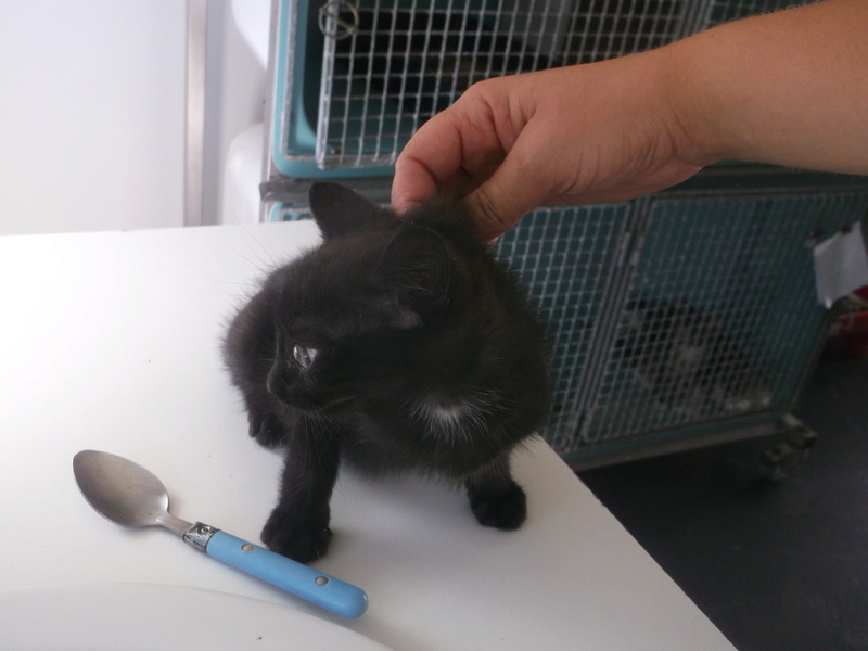 EXTRÊME URGENCE fourrière le 26 août pour 15 chats Photo_29