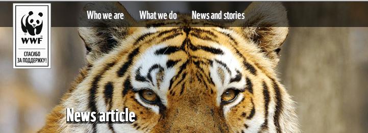 Amur Tiger & Leopards Good News  112