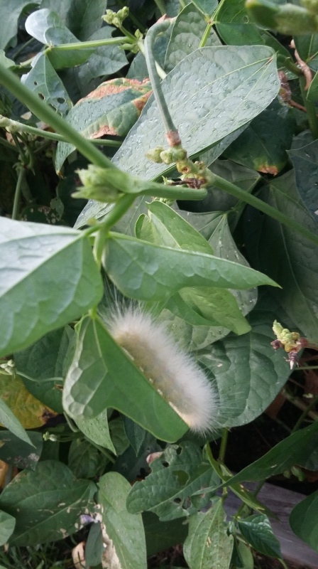 Caterpillar - Good or Bad? Caterp10