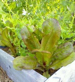 What are you eating from your garden today? - Page 29 Photo11