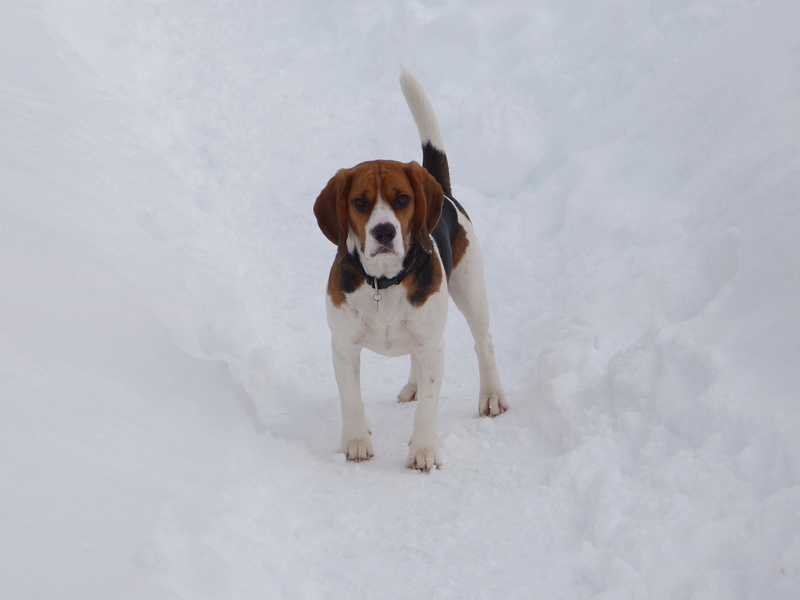 Guni, beagle mâle de 5 ans, 92 P1040513