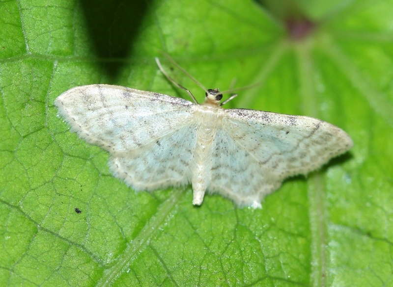 Lassy le 6 juillet (macros) Idaea_10