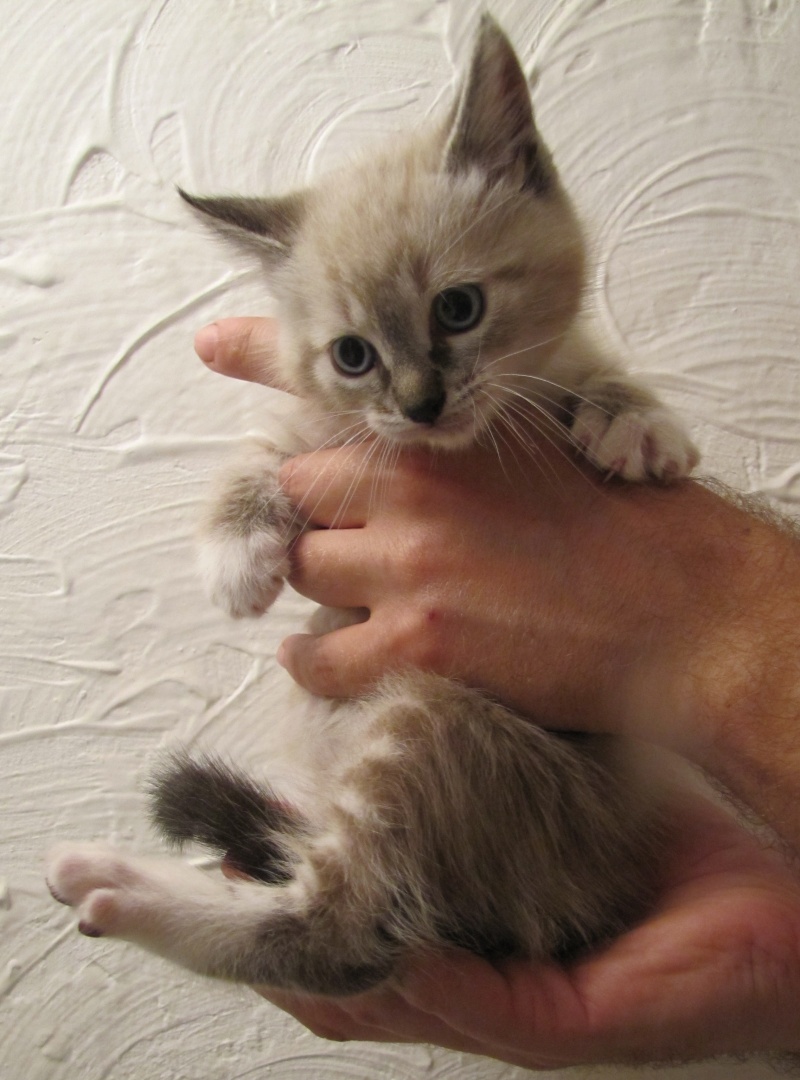 JUILLET : Chips, type Sacré de Birmanie, 2 mois Chakra10