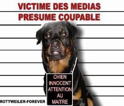 La Loi sur les chiens "dits" dangereux Images10
