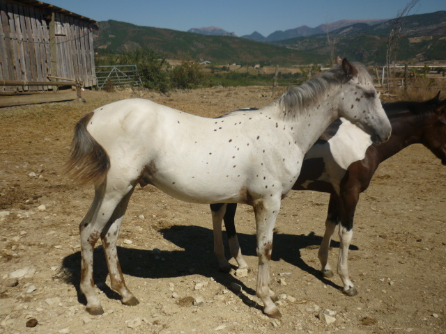 A vendre appaloosa x quarter nommé Cochise Chantana Bren Cochis14