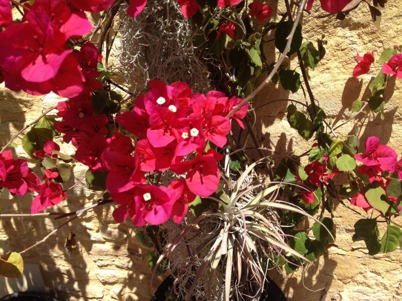 petits bouquets de juillet Bougai10