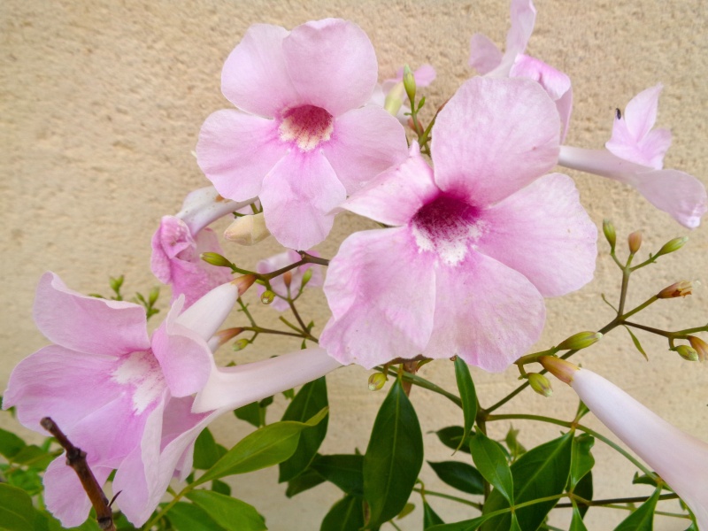 pelargonium - cadeaux du jardin, juin juin - Page 6 Dsc01114