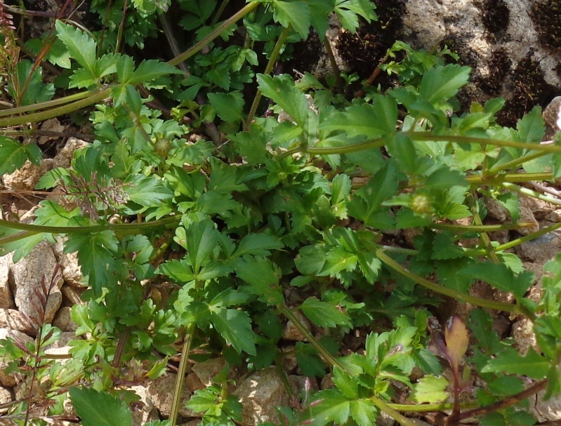 Bidens sp. [identification] Dsc01128