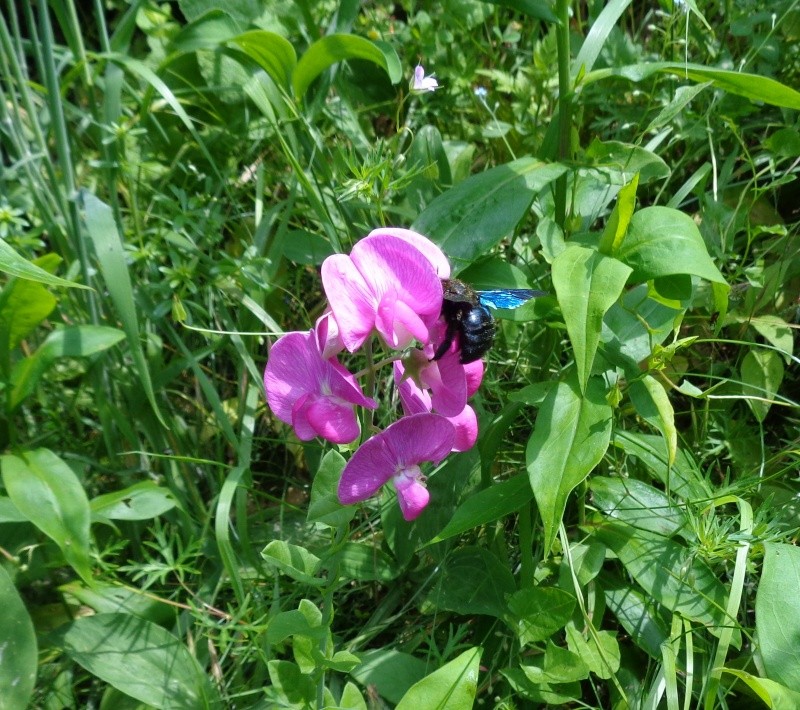 Xylocopa violacea - bourdon noir, abeille charpentière Pois_d10