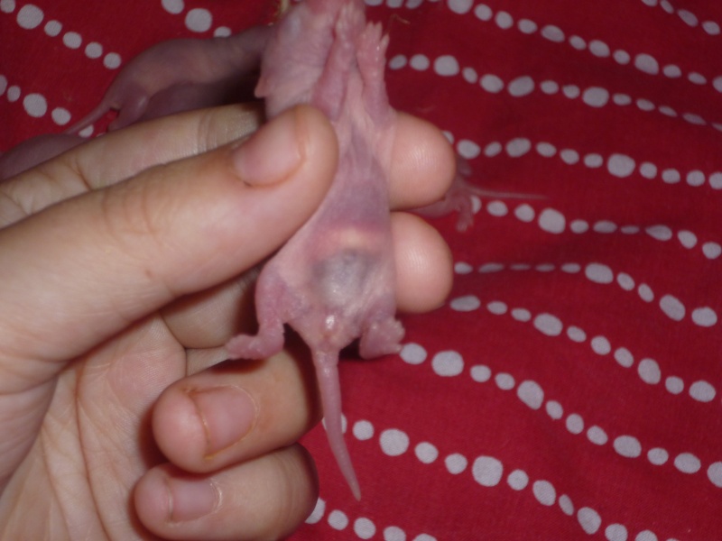 raton de 4 jours au ventre noire P1030013