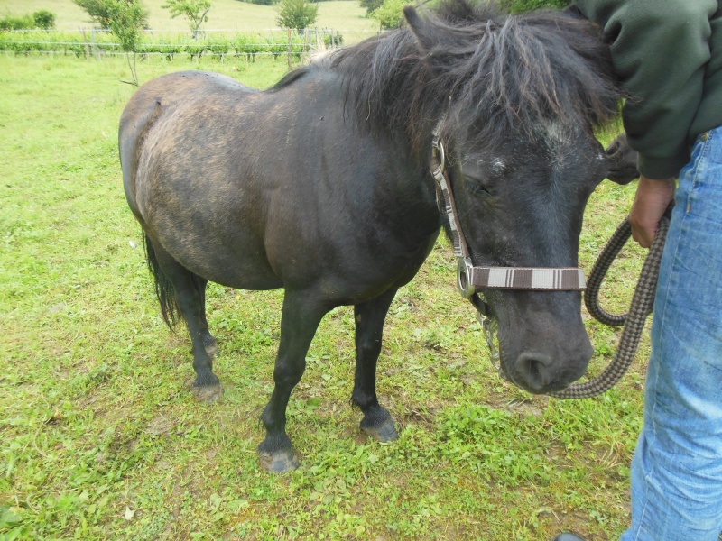 KERCY - ONC poney née en 1992 - adoptée en novembre 2013 par Sarah Dscn6629