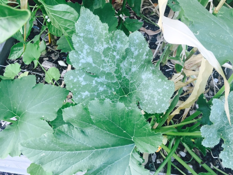 Zucchini, Normal or Powdery Mildew?  (With pics) Fullsi11