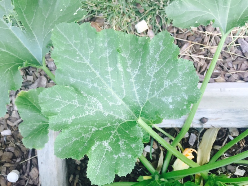 Zucchini, Normal or Powdery Mildew?  (With pics) Fullsi12