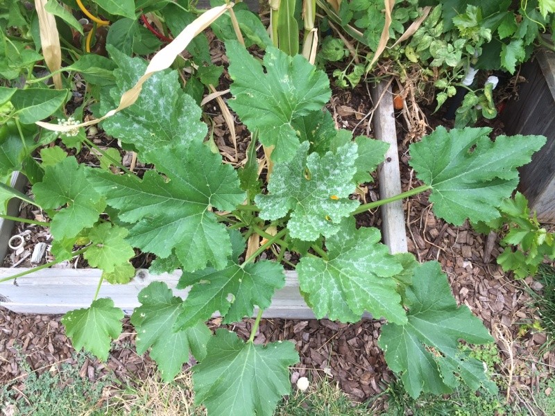 Zucchini, Normal or Powdery Mildew?  (With pics) Img_3310