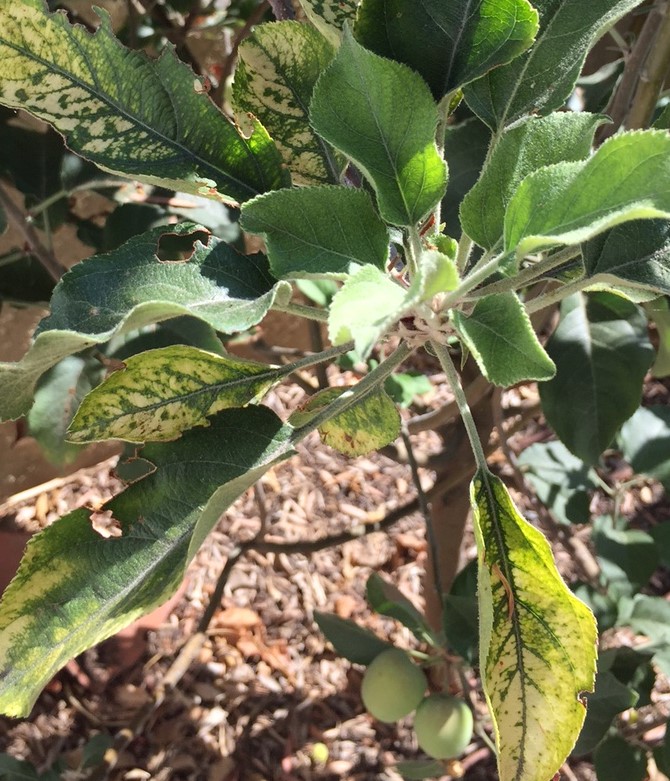 Fuji Apple Drought Stress or Nutrient Issue (with pics) Img_3411