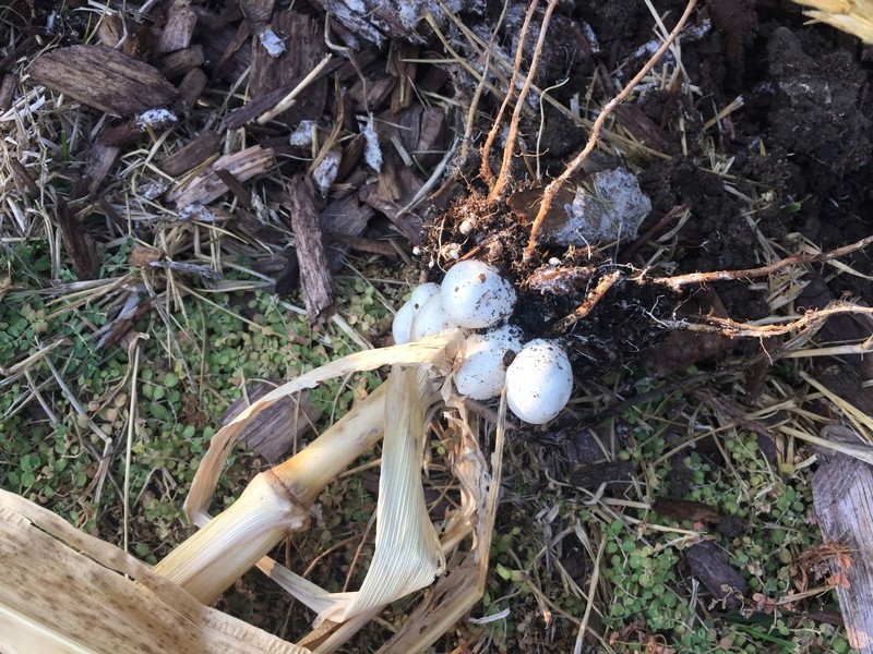 Mushrooms growing in roots of corn stalks? (with pics) Img_3511